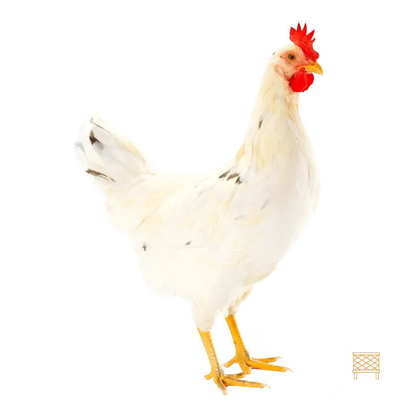 Lohmann Sandy Yarka tavukları